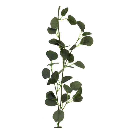 Viirinauha Eucalyptus